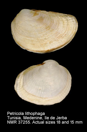 Petricola lithophaga (2).jpg - Petricola lithophaga (Retzius,1788)